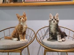 -70cat德文卷毛猫·缅因猫纯种猫舍