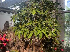 -双季花艺园艺市场(浦东店)