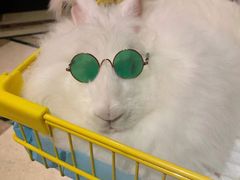-猫色咖啡·猫咖