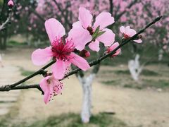 -秀丽东方