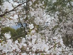 -南山植物园