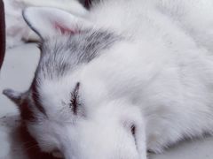 -星多哈·狗咖·拼豆·咖啡