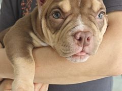 -瑞派福兴宠物医院犬猫全科·骨科·中西医结合(河东店)