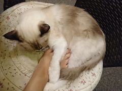 -猫色咖啡·猫咖