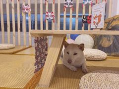 -柴迷FANS CLUB·柴犬狗咖·猫咖