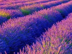 -奈雪的茶(亨特国际广场店)