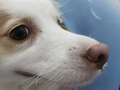 -瑞派申生动物医院·24H夜诊·国际动物医疗中心·骨外科(吴中路店)