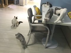 -喵的天空名猫咖啡馆·撸猫·猫舍·用品