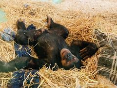 -阿提斯皇家动物园