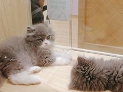 -屋虎猫馆(宝安大仟里店)