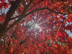 -叶氏兄弟果业(湖州龙王山路3店)