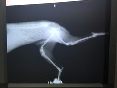 双侧髌骨内脱-佳怡动物医院·平价24小时·猫专科骨外科