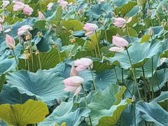 -渭滨公园
