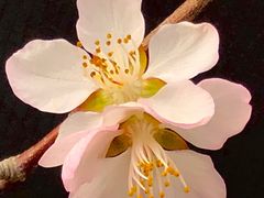 -桃花堤公园