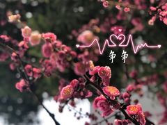 -锡师附小学(学前街校区)