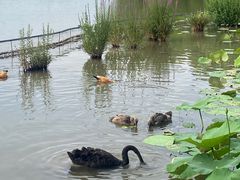 -洛阳市隋唐城遗址植物园