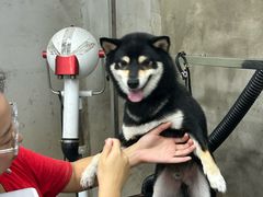 -PETKIT 小佩宠物·低压洗护·美容·寄养(安远店)