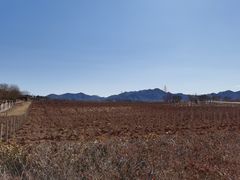 -北京张裕爱斐堡酒庄