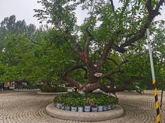 -御林古桑园