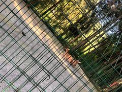 -武陵山森林公园