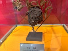 -上海昆虫博物馆