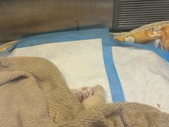 -嘉馨宠物医院·CT影像转诊·心脏科·犬猫全科诊疗中心(下沙大学城院区)