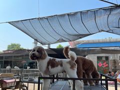 -开封杨丰宠物乐园