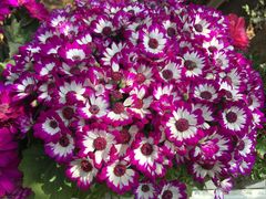 小雏菊-三圣花乡旅游区