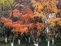 -悦江新远影城IMAX