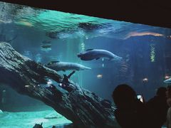 -华夏文旅海洋公园