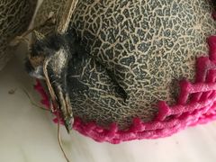 -鲜力达果品批发直销(无锡保利香槟店)