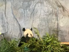 -深圳野生动物园