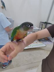 -Moni星球萌宠·小马宝莉·灵蛇·高端高阶全萌宠互动体验俱乐部(红豆国际广场店)