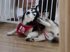 春杏-Husky Go! 哈士奇体验馆·宠物咖啡厅狗咖
