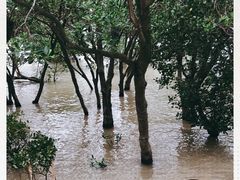 -宝安西湾红树林湿地公园