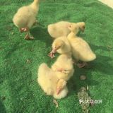 魔都带娃放电好去处：佘山茂御开心农场—人少～方便～
