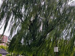 -团结湖公园