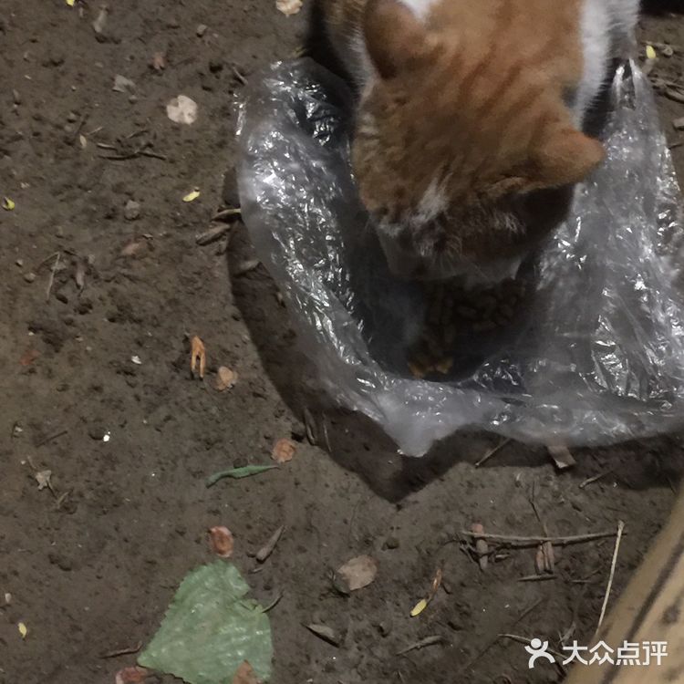 夜幕低垂、繁星少歇，拎着一袋猫粮和两块炸带鱼来找咪咪
