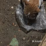 夜幕低垂、繁星少歇,拎着一袋猫粮和两块炸带鱼来找咪咪