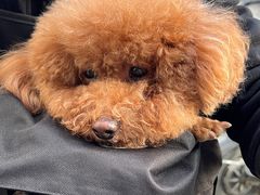 -瑞派康怡24h宠物医院·犬猫医疗中心·微创绝育(瑞景分院)