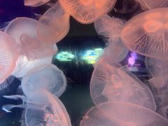 -青岛海底世界-水族馆