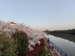 -高东镇樱花园