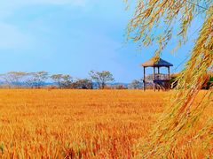 -莲花岛景区
