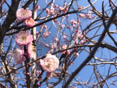 -龙大花卉苗木市场