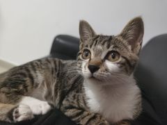 -瑞派康怡24h宠物医院·犬猫医疗中心·微创绝育(瑞景分院)