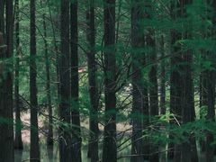 -青龙山国家森林公园