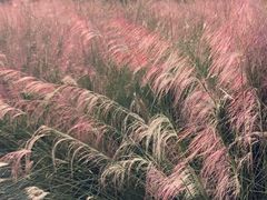 -花博汇(知音花月夜)