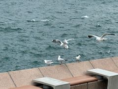-悉尼歌剧院