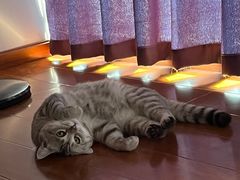 -嘉馨宠物医院·CT影像转诊·心脏科·犬猫全科诊疗中心(下沙大学城院区)
