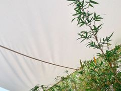 -BEZZA白札·烤芝士工作室